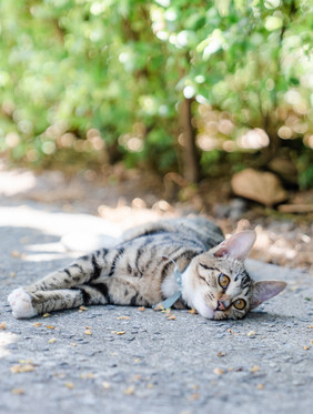 清新夏季小暑午后慵懒猫咪摄影图