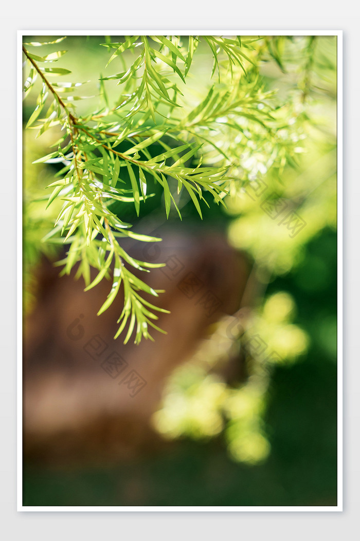 绿色清新夏季小暑植物摄影图图片图片