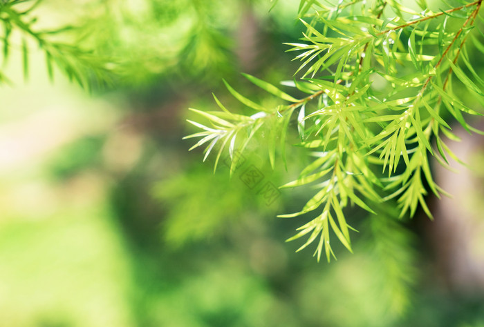 绿色清新夏季大暑植物绿植摄影图图片