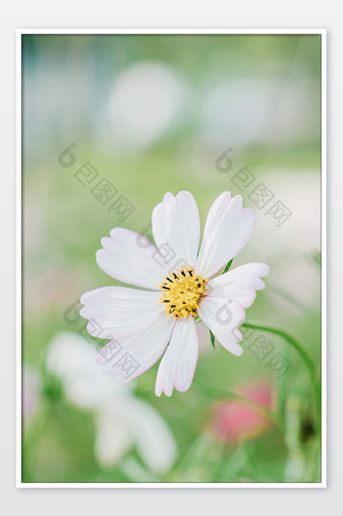 夏季清新自然植物花卉花朵摄影图图片图片
