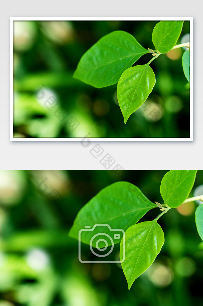 夏季清新自然植物树叶小暑摄影图图片图片