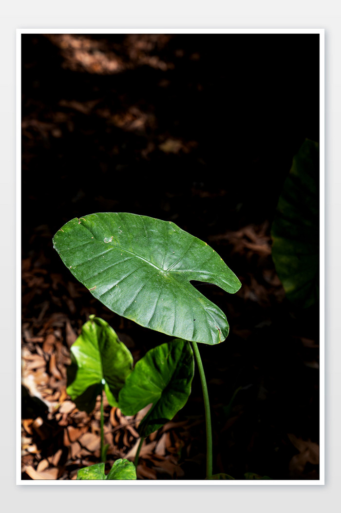 夏季大暑绿植植物阳光摄影图图片图片