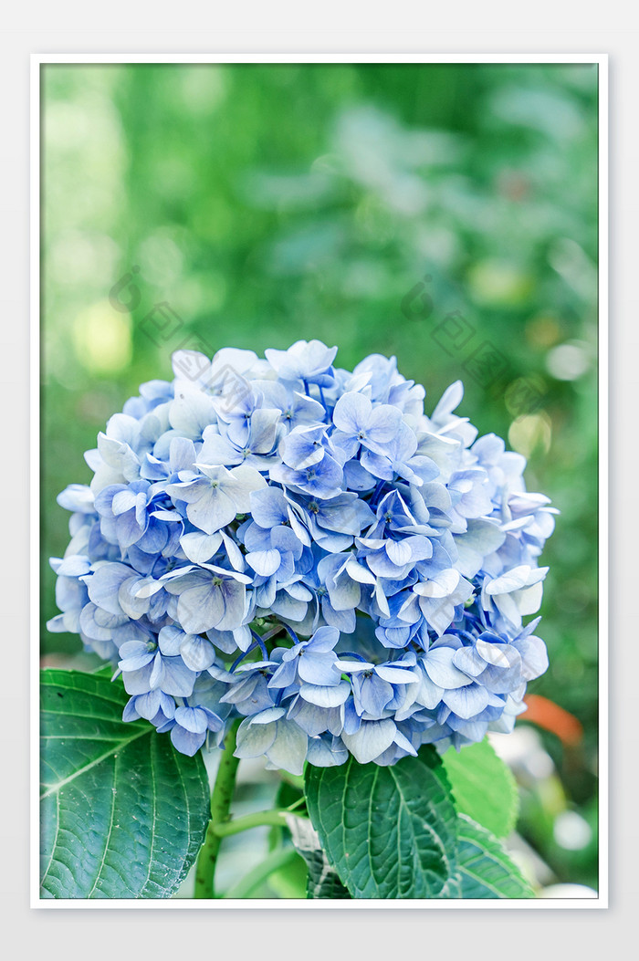 夏季清新植物花卉花朵摄影图图片图片