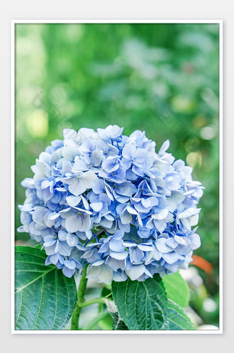 夏季清新植物花卉花朵摄影图图片