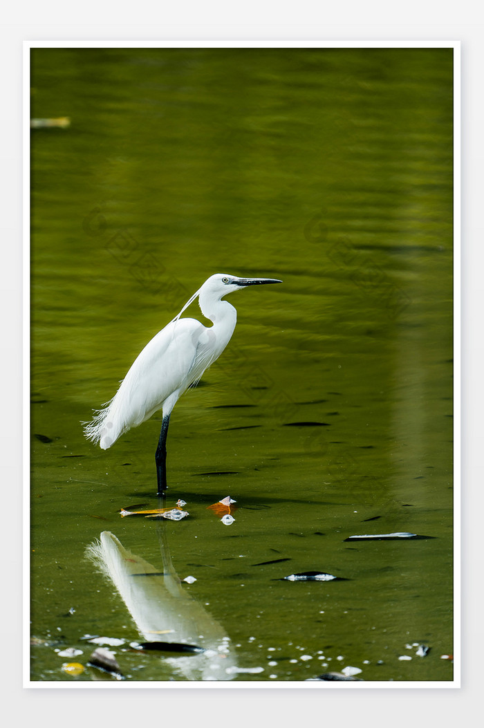 夏日清新湖中白鹭鸟类摄影图图片图片