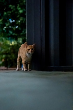 猫咪动物可爱宠物摄影图