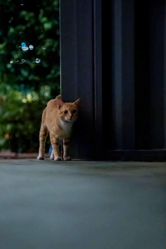 猫咪动物可爱宠物摄影图图片