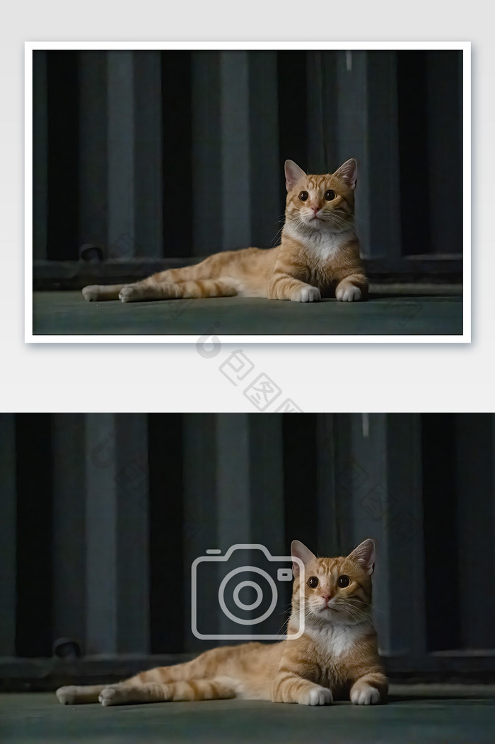 可爱宠物猫咪橘猫摄影图