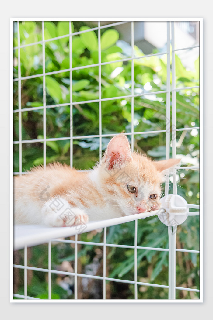 夏季小暑清新动物小猫摄影图图片图片