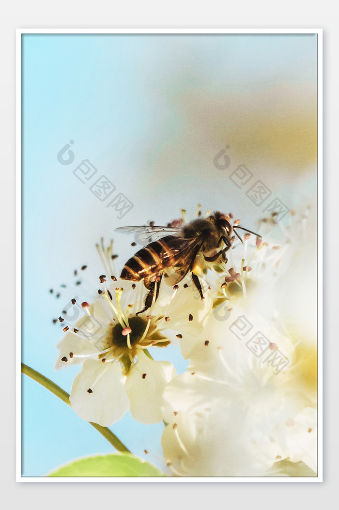 清新花卉花朵蜜蜂采蜜摄影图