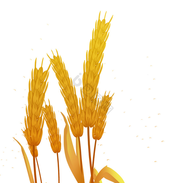 芒种金色小麦麦穗图片