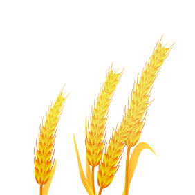 芒种成熟的金色麦穗