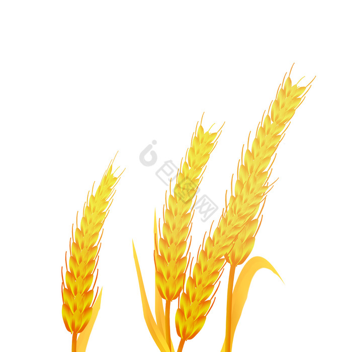芒种成熟的金色麦穗图片