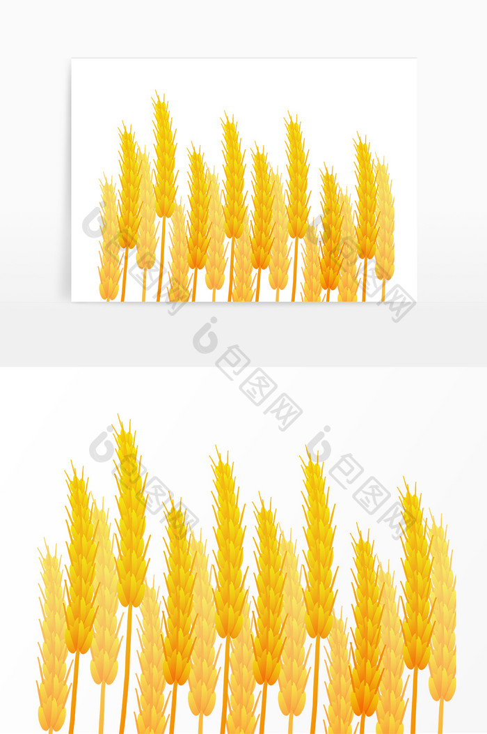 芒种节日金色小麦