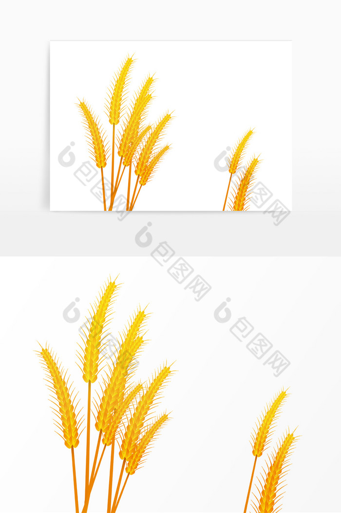 芒种小麦麦子麦穗图片图片