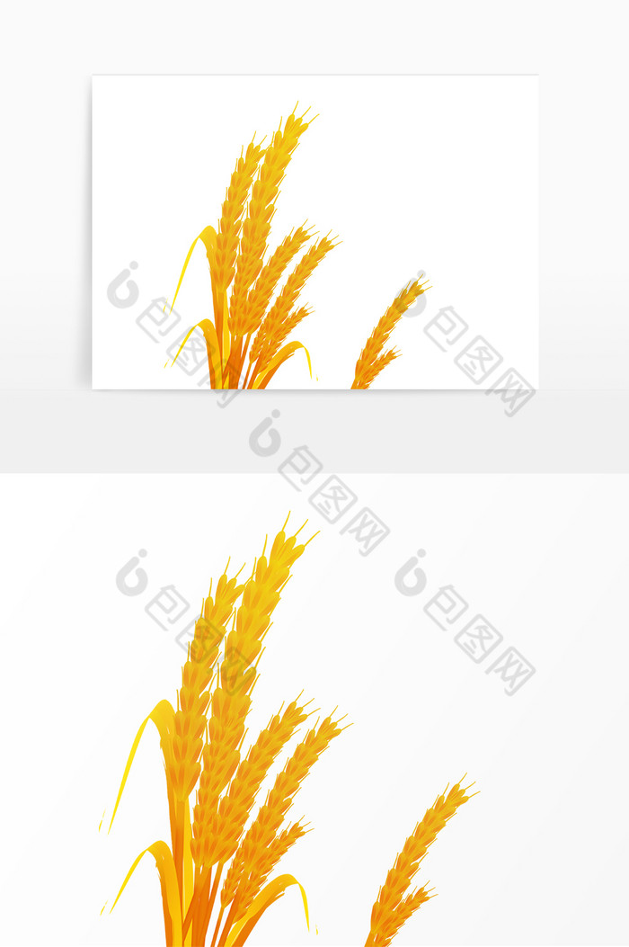 芒种节气金色麦穗图片图片