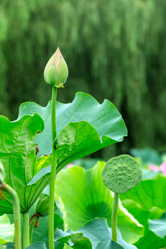 荷花苞荷叶莲蓬夏节气