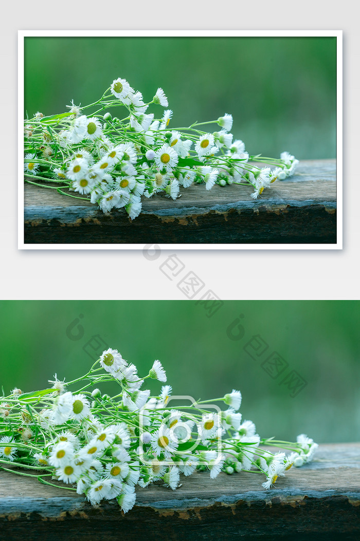 清新小雏菊花朵夏