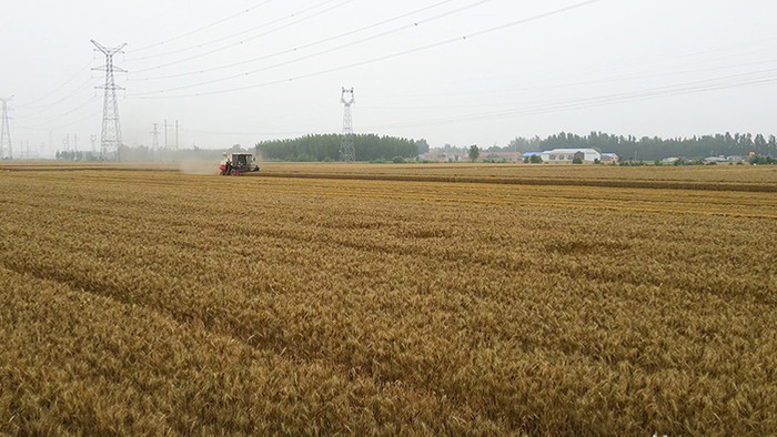 农业麦收场景小麦联合收割机麦田作业