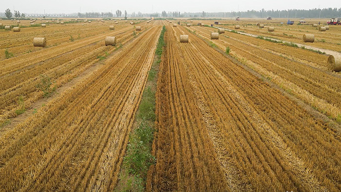 农业机械化小麦秸秆圆捆机农田作业