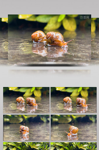 自然夏季雨后蜗牛爬行实拍图片