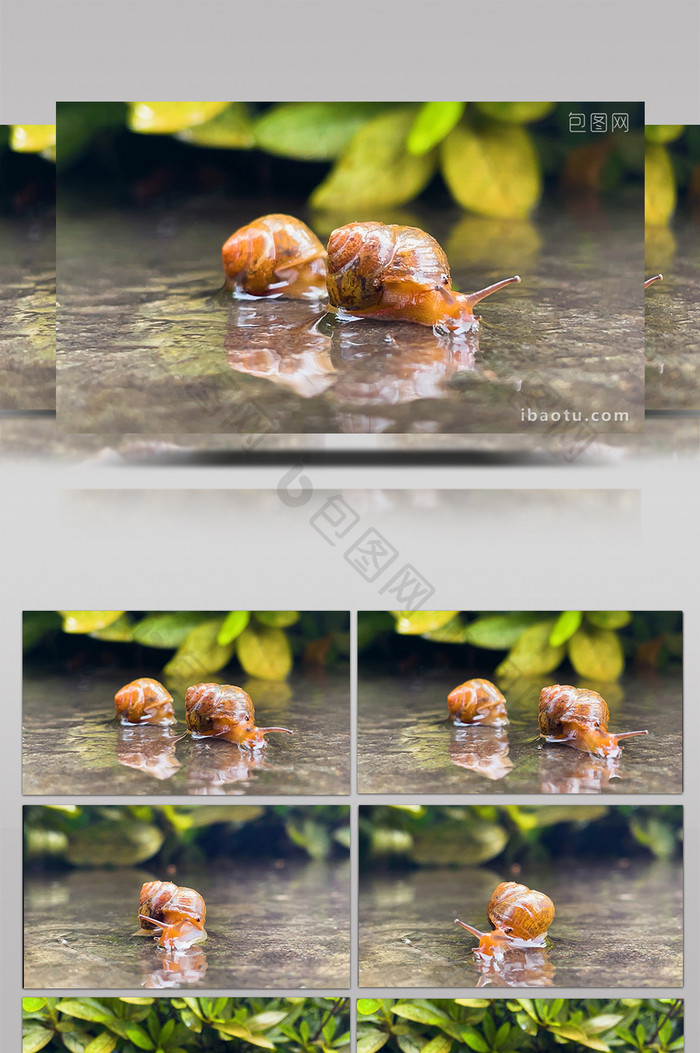 自然夏季雨后蜗牛爬行实拍