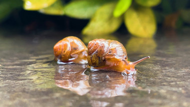 自然夏季雨后蜗牛爬行实拍