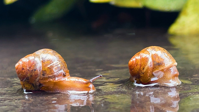 自然夏季雨后蜗牛可爱实拍