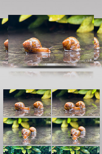 自然夏季雨后蜗牛可爱实拍图片