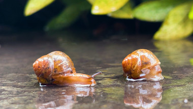 自然夏季雨后蜗牛可爱实拍