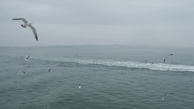 自然风景海鸟海鸥飞翔成群大海海面海洋