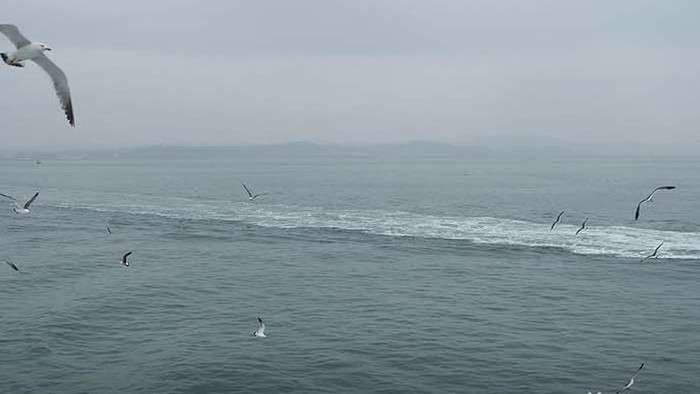 自然风景海鸟海鸥飞翔成群大海海面海洋