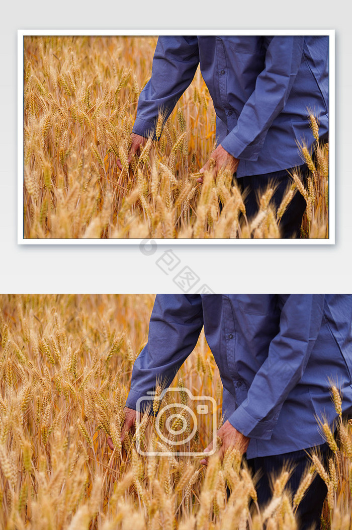 成熟麦田丰收麦子图片图片