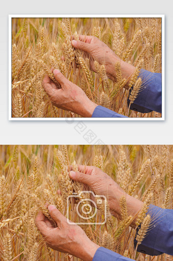 麦田成熟小麦麦子图片
