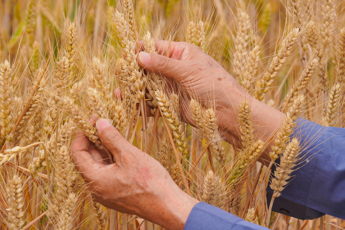 麦田成熟小麦麦子图片