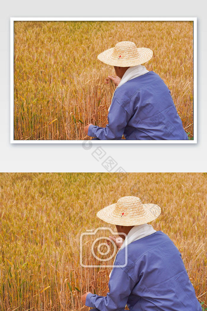 金色麦田丰收小麦农民图片图片