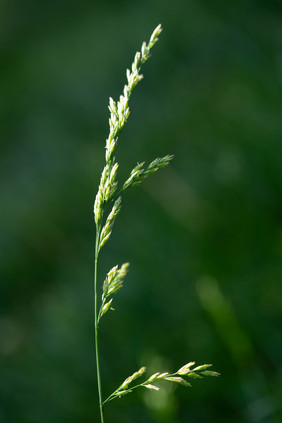 大暑节气绿色植物