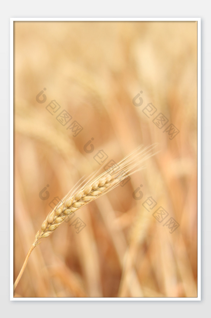 成熟的金色小麦麦子图片图片