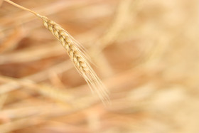 成熟的金色小麦麦子