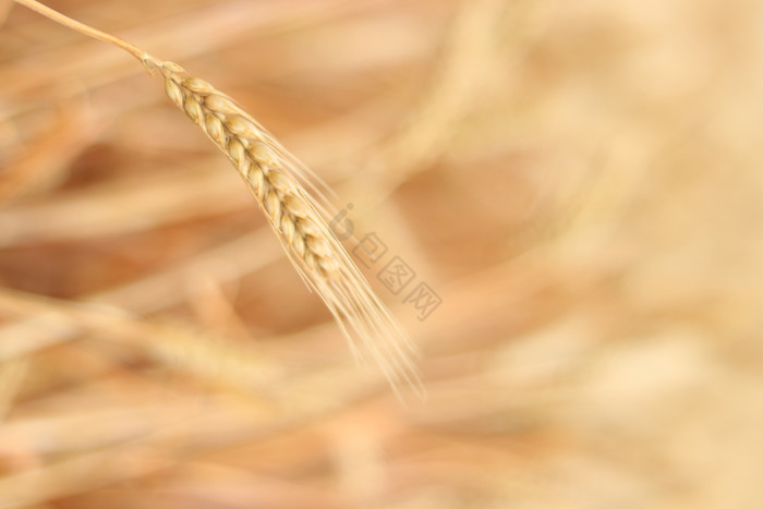 成熟的金色小麦麦子图片
