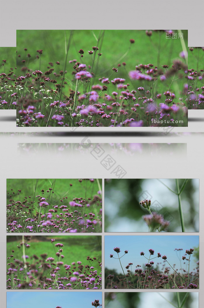 自然唯美夏季紫色马鞭草花朵花卉植物实拍
