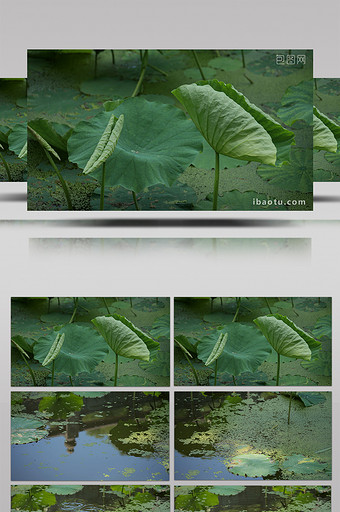 自然清新荷塘荷叶绿色植物风景空镜实拍图片