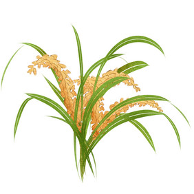 稻穗设计图片
