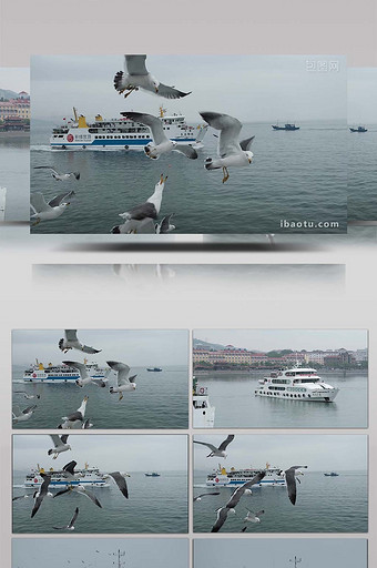 交通运输海上客运游轮海鸥飞翔轮船行驶图片