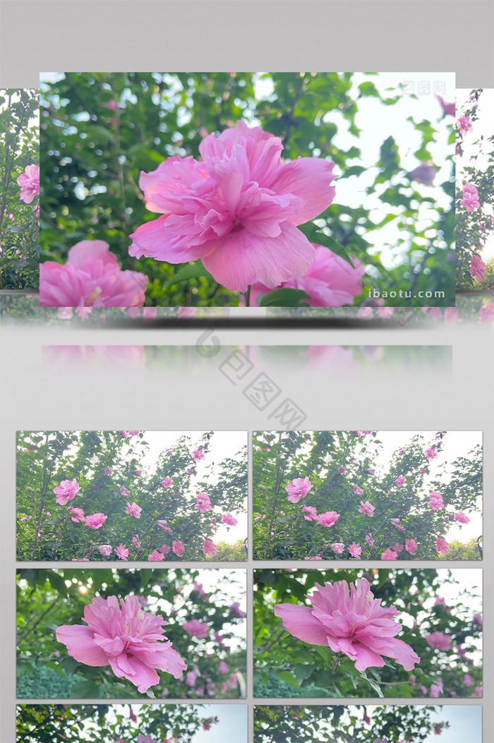唯美自然夏日风景粉色花朵木槿花4K实拍