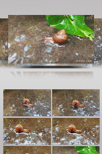 自然动物雨后蜗牛爬行小清新4K实拍图片