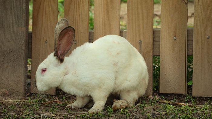 自然简约兔子休息觅食可爱小动物实拍