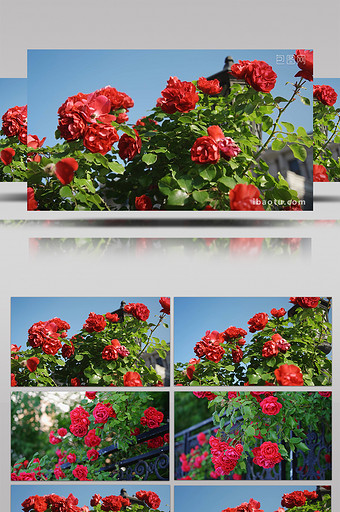 七夕情人节唯美玫瑰花红玫瑰植物自然实拍图片