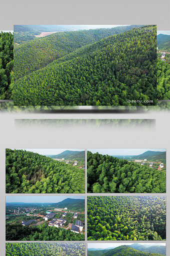 自然风景南京石塘竹海满山竹子4K航拍图片