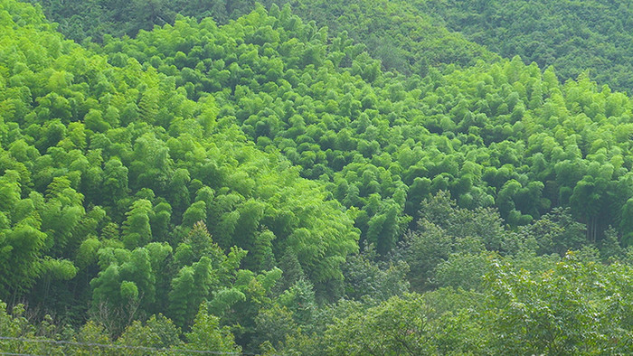 自然绿色临安竹海实拍